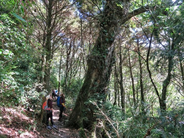 大雪山 鳶嘴山-稍來山-稍來南峰1189430