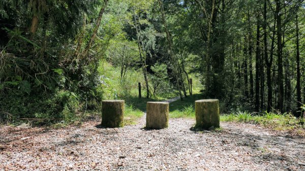 山毛櫸步道,望洋山步道2587694