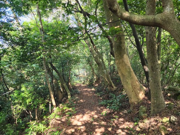 樹杞林山｜竹東森林公園步道×大鄉自然步道3060543