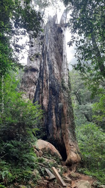 《新竹》斷崖神木｜北得拉曼步道小P繞202510172917567