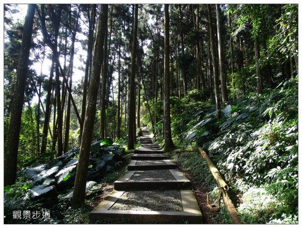 溪頭/山芙蓉之旅712602