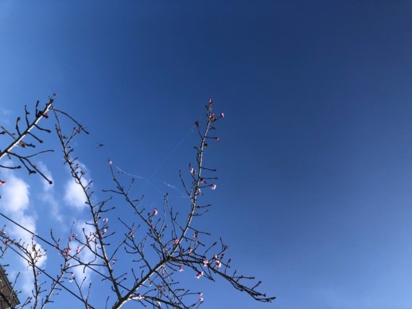 嘉義縣番路鄉二延平山1965526