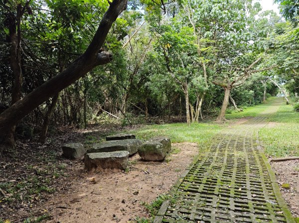 [百山百鳥尋旅-02/15] 2025_0809 社頂自然公園步道2857212