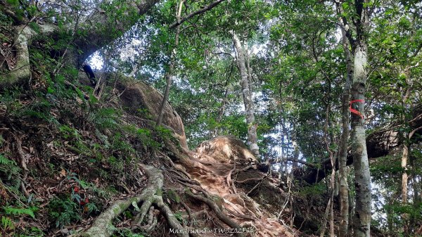 《新竹》斷崖神木｜北得拉曼步道小P繞202510172917504