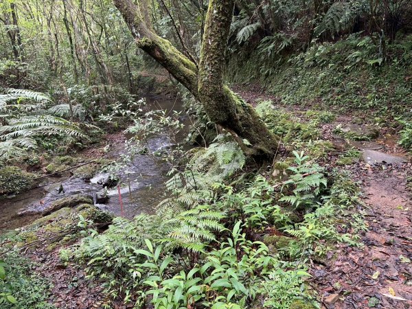虎豹雙棲越野17K複習跑-part23072623