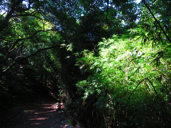 草山竹林美景療癒小徑：橫嶺古道1045576