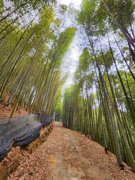 小百岳集起來-鳳凰山2183151