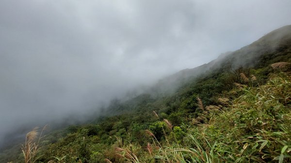 20221119-聖母登山步道（抹茶山）1929469