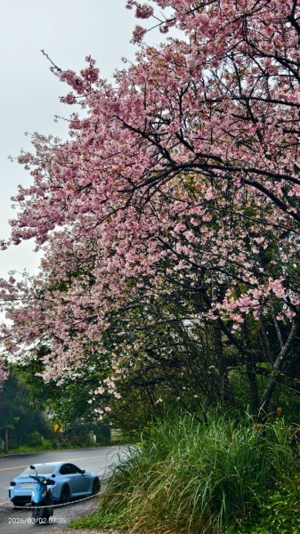 追花是簡單的快樂，賞花是恬淡的幸褔 3/2&73008766