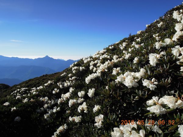 20180827-28_雪山主東396315
