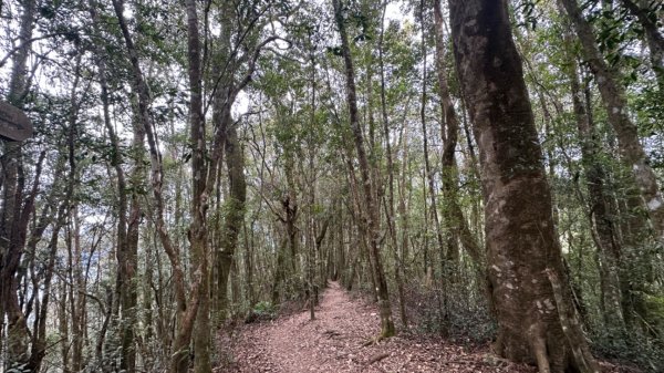 忘憂森林.金柑樹山2668881