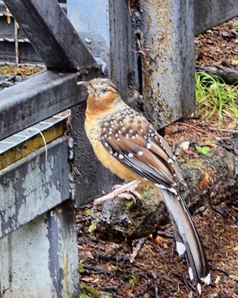 西藏♥️可愛動物🐎人物寫真/拉薩旅拍/美食2902956