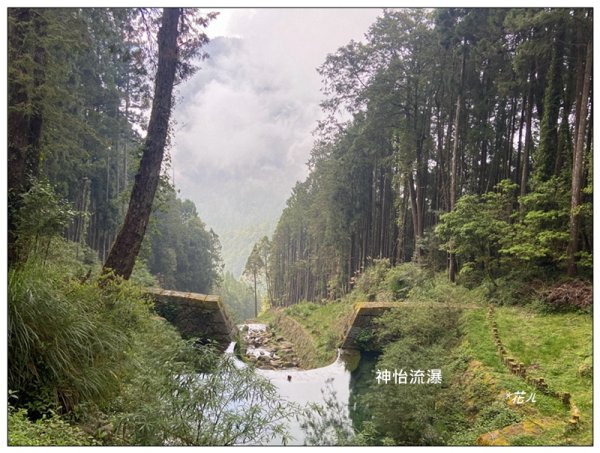 阿里山神木群棧道2771620