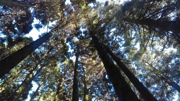 高聳雲天的檜山巨木群步道718772