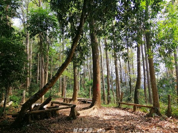 苗栗~山林裡賞優美樹姿~大克山砲台古道1319449