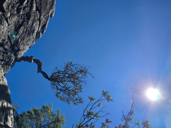 鳶嘴山杜鵑盛開2770237