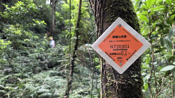 風和日麗來去烏來三山享受森林芬多精2984348