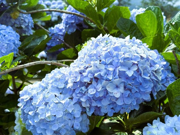 【活動】竹子湖「花田樂章」上山賞繡球
