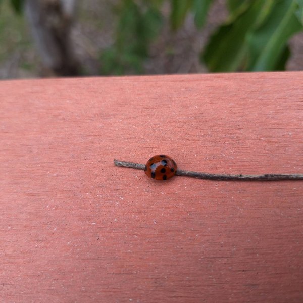 【小百岳49】貓囒山完成!+彩蛋清淨雲海2696070