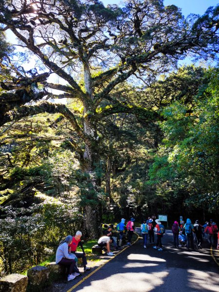 2025-08-24 塔塔加-大鐵杉-鹿林山莊-鹿林前山-鹿林山-黑森林-玉山登山口-上東埔2869077