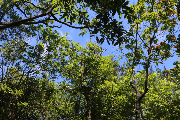 白鶯石古道-平溪子山-台和煤礦-北43鄉道
