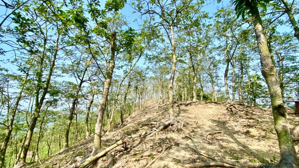 笠頂山(小百岳#76)2730827