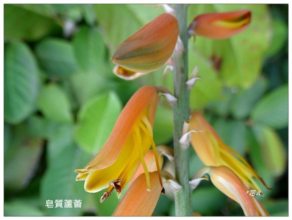 蘆薈花田1686018