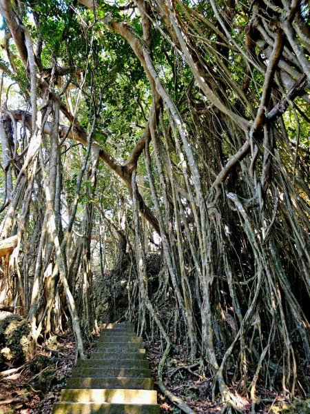 墾丁國家森林遊樂區步道群-(屏東)臺灣百大必訪步道2731242