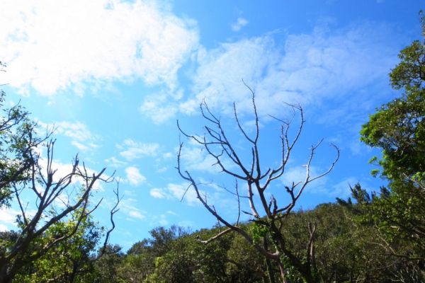 雷隱橋頂湖山O型走中正山觀景台(舊照片)393055