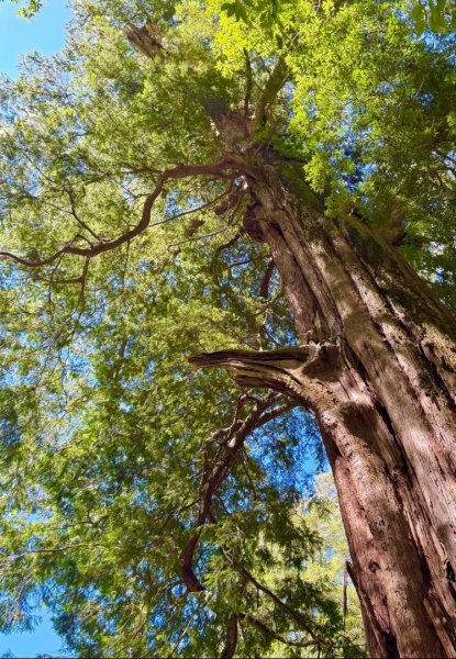 漫遊大雪山森林 訪尋雪山大小神木 快閃天池2923242