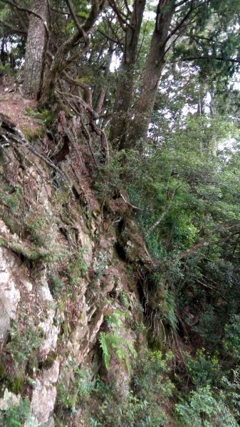 2017/08/17鳶嘴山縱走稍來山160007