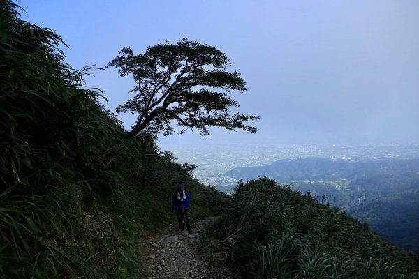 抹茶山1002444