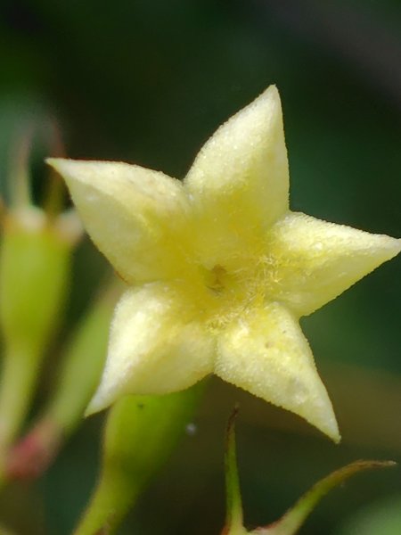 再訪雙林山、杜仔湖步道、雙子山2817935