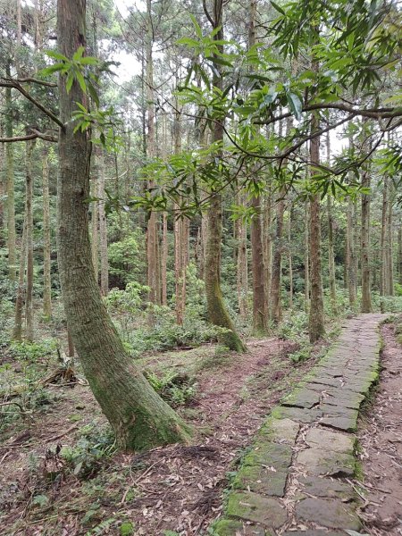 臺北大縱走第三段 小油坑至風櫃口2774173