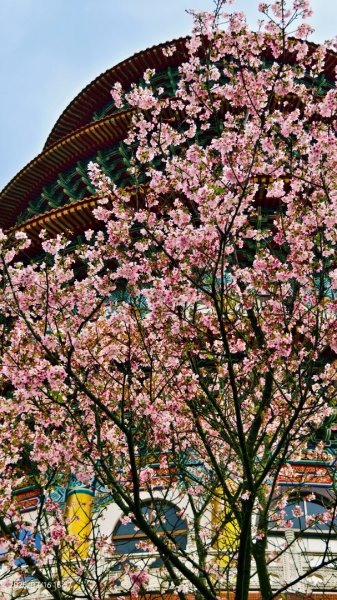 #綠繡眼 訪花 #吉野櫻 #天元宮 #楓樹湖 03162736764