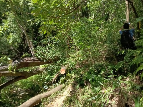 雙溪區內盤山坑古道+石硿子越嶺古道+盤山坑古道+過火坪古道O型2914375