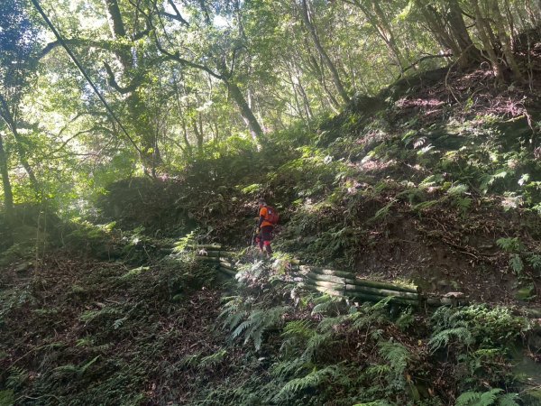 新竹 尖石 鎮西堡巨木群步道A線巨木群 毒龍潭2884733