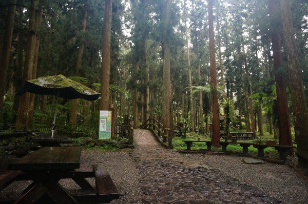 溪頭自然教育園區2016936