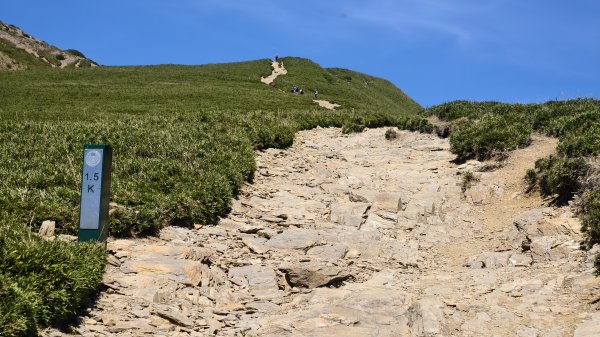 合歡山北峰 小溪營地 鷹角石 合歡北峰名樹2903413