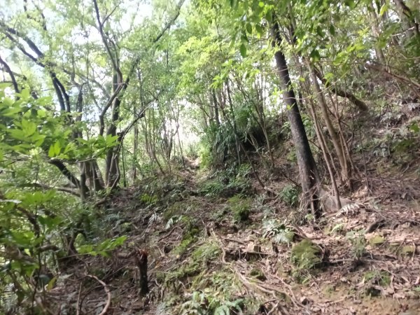 雙溪區盤山坑古道+過火坪古道O型2882386