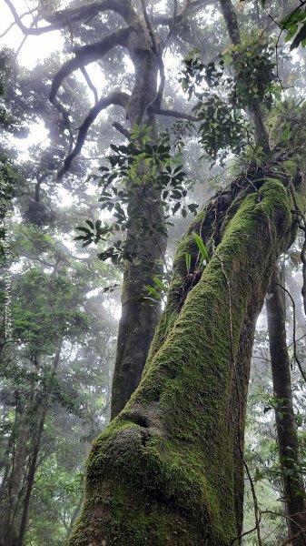 《雲林》望好望角｜石壁山嘉南雲峰步道(中側登山口）202506072805376