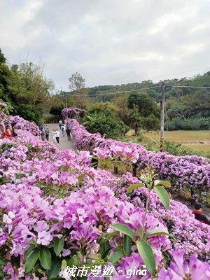 【苗栗】賞花趣~銅鑼杭菊x通霄蒜香藤花廊2945994