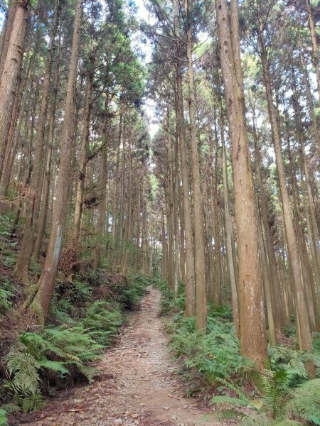 1121120鵝公髻山2355236