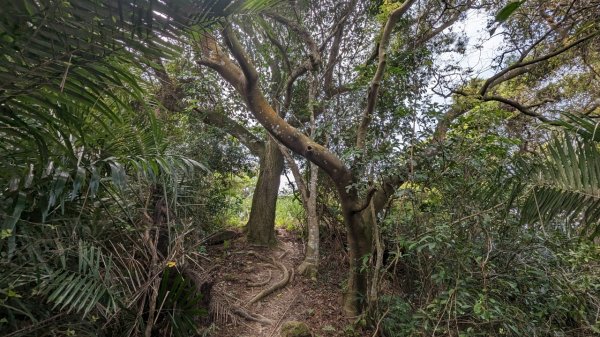 112.04.04王公坑山-烏塗窟山之開滿血藤花2120597
