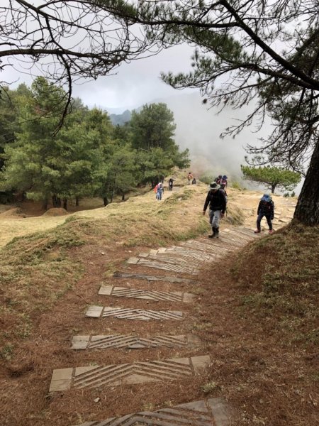 塔塔加 鹿林山步道527035