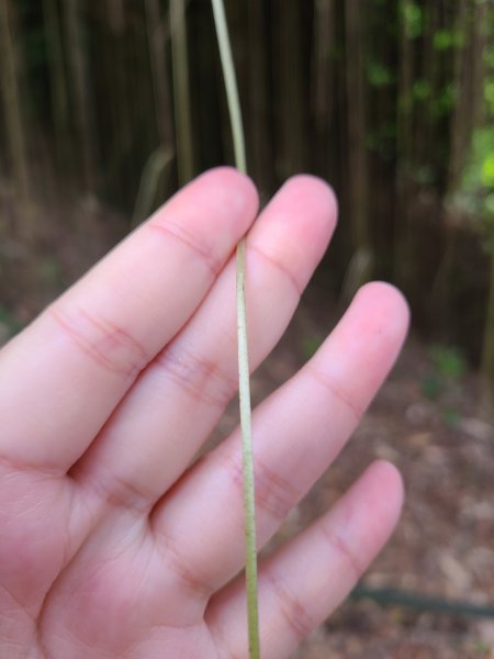 大坑6號上+8號探路+7號下2771416