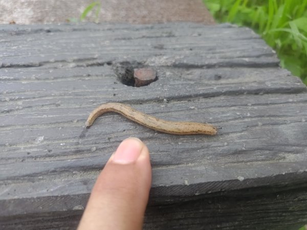 雲嘉十八連峰2589574