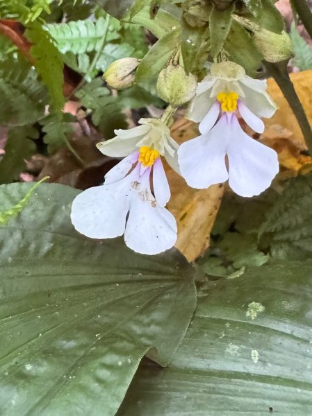 八五山古道賞九穹奇樹 尋鳥嘴下山（煤源山）2803335