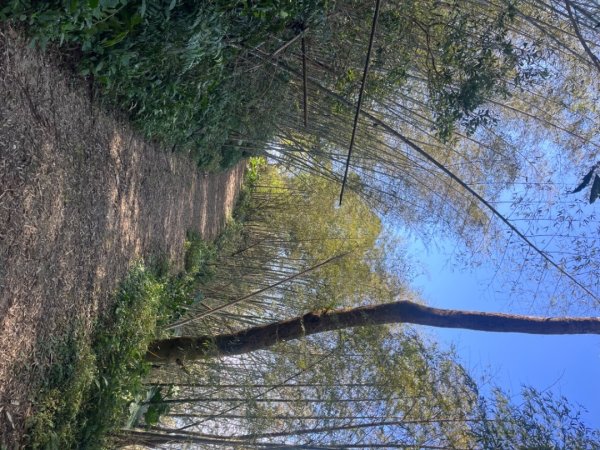 雲嘉五連峰2735894