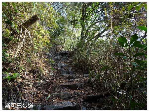 谷關/馬崙山步道846912